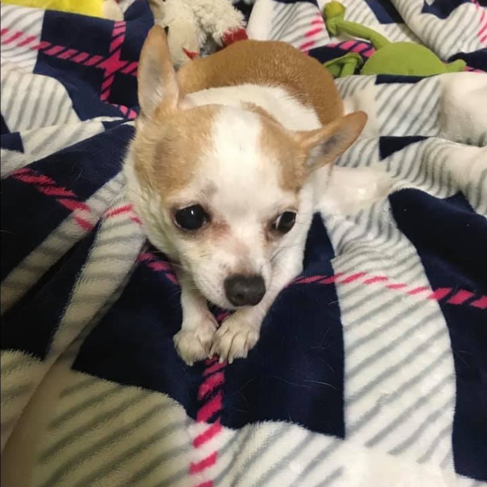 Meet your Posher, Tara